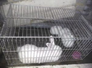 11-conejos-liberados